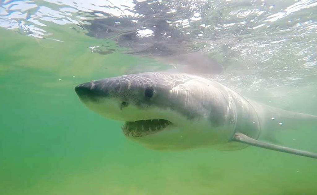 Le nombre de grands requins blancs se maintient dans les eaux canadiennes