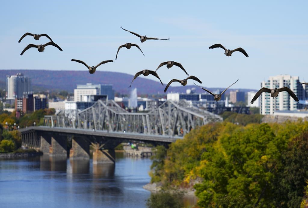 COP15: 14 nouvelles villes certifiées «amies des oiseaux»